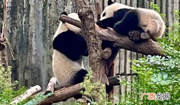 美国租借大熊猫“丫丫”合同到期 ?大熊猫丫丫正式移交中方