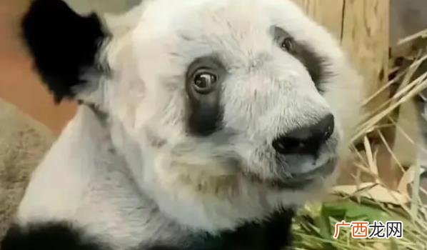 美国租借大熊猫“丫丫”合同到期 ?大熊猫丫丫正式移交中方