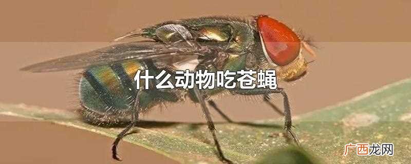 青蛙、蜘蛛、甲虫、食虫和鸟类等都会吃苍蝇 什么动物吃苍蝇