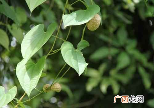 凉血止血黄药子功能清热解毒 黄药子的功效与作用