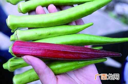 黄秋葵的功效与作用 黄秋葵的功效与作用及食用方法