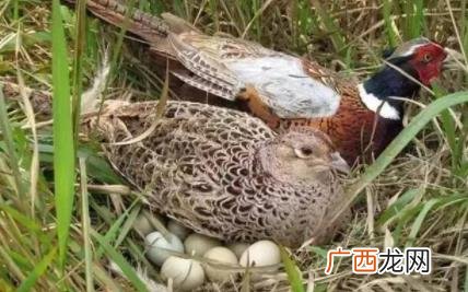 野鸡生的蛋可以吃吗