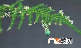 文竹开花好吗有什么兆头吗 文竹开花好吗有什么兆头
