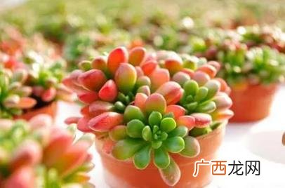 虹之玉怎样养长得旺盛 虹之玉好不好养活