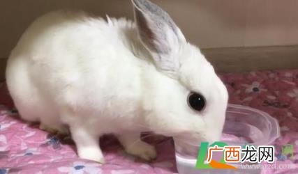 兔子怎么喝水 兔子喝水怎么喂