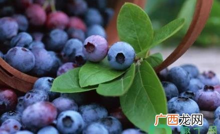 蓝莓怎么洗才干净里面有虫呢 蓝莓怎么洗才干净里面有虫