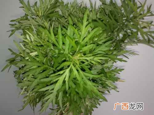 茵陈蒿驱虫茵陈挥发油对蚯蚓、猪蛔虫及人体蛔虫有一定的麻醉作用 茵陈的功效与作用,茵陈蒿的功效与作用