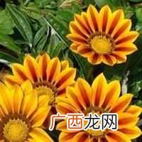 非洲菊图片 非洲菊