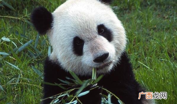 丫丫艺术蛋糕 丫丫吃水果冰蛋糕