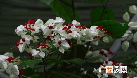 龙吐珠一年开几次花一般养植 龙吐珠只开花一次吗