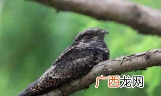 夜鹰和夜鹰有什么区别 野生夜鹰属于保护动物吗