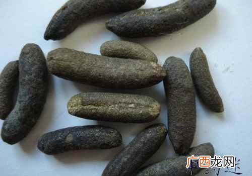 五灵脂是老鼠屎吗有细菌吗 五灵脂是老鼠屎吗