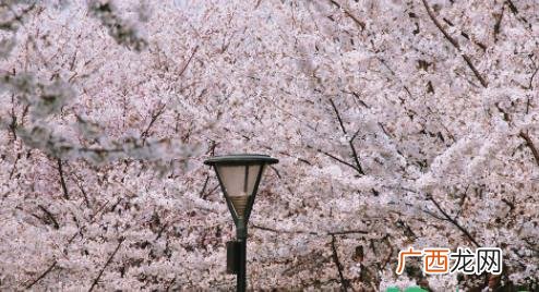 武大樱花2023对外开放时间 北京樱花几月开得最旺盛