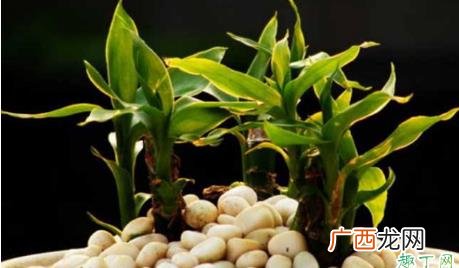 富贵竹叶子黄了是什么原因 富贵竹叶子黄了是剪掉还是剥掉