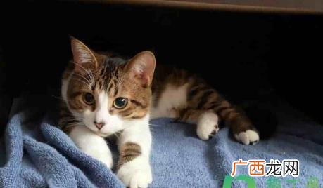 猫鼻支从发病到死亡几天 猫鼻支痊愈的猫能繁殖吗