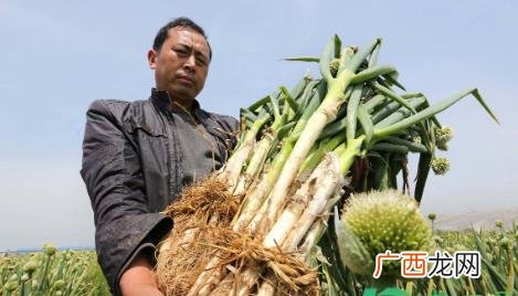 今日山东大葱批发多少钱一斤 山东产大葱批发价翻倍怎么回事