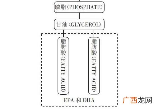 什么是血管的清道夫 血管清道夫清理血管的好方法