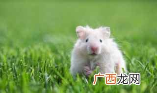 2019年十大旅游景点排行榜 小仓鼠的名字可爱仙气