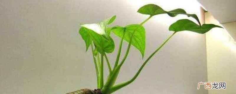 滴水观音会开花吗开什么花好看 滴水观音会开花吗开什么花