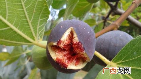 无花果结果时需要摘叶子吗 无花果结果时摘叶子吗