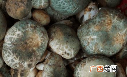 常吃青头菌有哪些营养价值 吃青头菌有什么营养价值