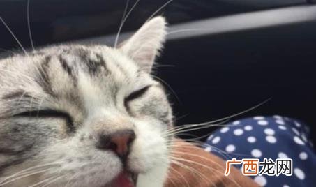 自驾带猫咪长时间坐车怎么办 带猫坐车怎么让猫不叫