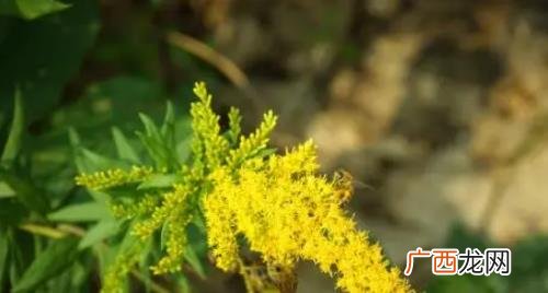 加拿大一枝黄花可以吃 加拿大一枝黄花可以吃吗