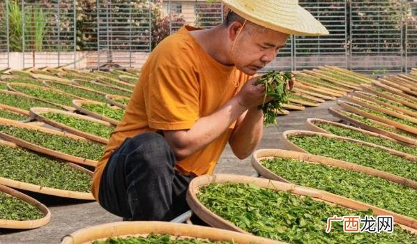 赤脚踩茶叶是一种传统的制茶工艺 ?茶农称赤脚踩茶叶是传统工艺