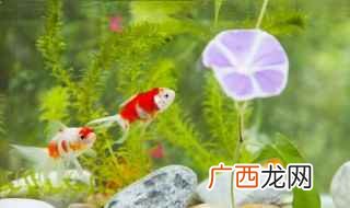 最好养的阴性水草有哪些 好养的阴性水草有哪些