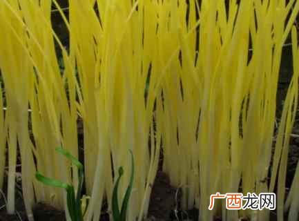 韭黄的功效与作用做法 春季吃韭黄的好处
