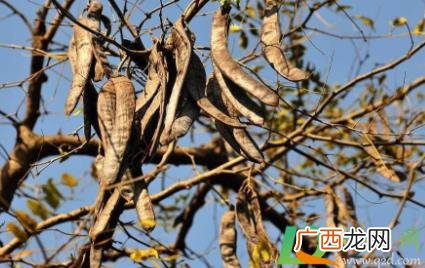 新鲜的皂角可以吃吗 皂角花的食用方法