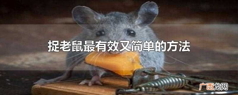 老鼠如何驱赶最主要的是保证家庭环境的干净卫生 捉老鼠最有效又简单的方法