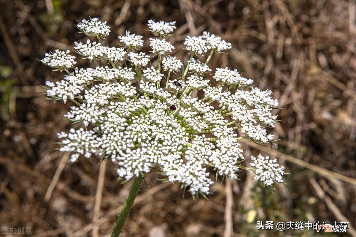 白芷有什么功效与作用与禁忌 白芷是热性还是凉性