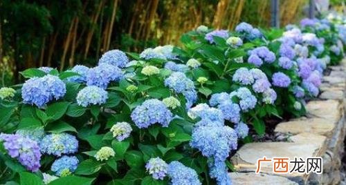无尽夏为什么花苞是绿色的 无尽夏的花苞干枯了怎么办