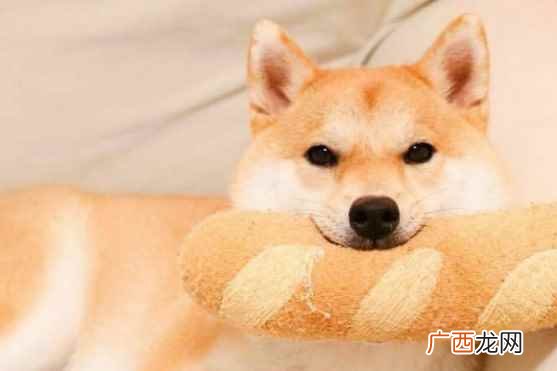 柴犬智商排名第几位 柴犬智商排名第几