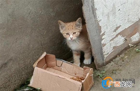 怎样才能捡到好看的猫怎样才能捡到好看的猫