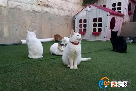 怎样才能捡到好看的猫怎样才能捡到好看的猫