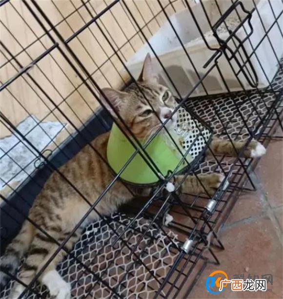 怎样才能捡到好看的猫怎样才能捡到好看的猫