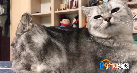 凋零猫如何驯服