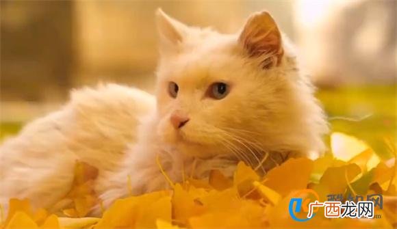 凋零猫如何驯服