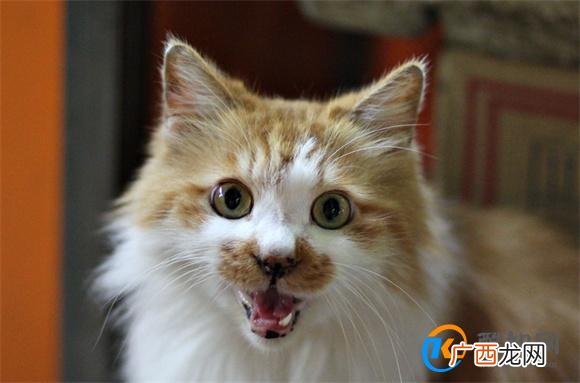 凋零猫如何驯服