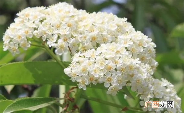 ?石楠花为什么是臭的？