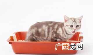 松木猫砂的好处有哪些 什么猫砂好用