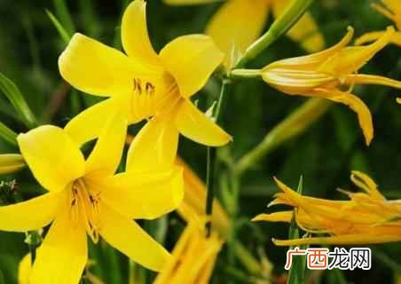 用黄花菜的种子怎么种植黄花菜 黄花菜的种子怎么种植黄花菜