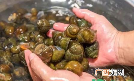 田螺怎么洗最快最干净 田螺怎么洗最快最干净又不老
