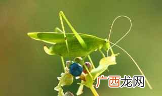纺织娘是节肢动物门的昆虫 纺织娘是什么动物
