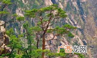 罗汉松盆景修剪造型视频 罗汉松什么时候修剪比较好