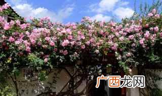 爬藤月季花喜欢生长在腐殖质含量丰富的土壤中 爬藤月季花怎么养