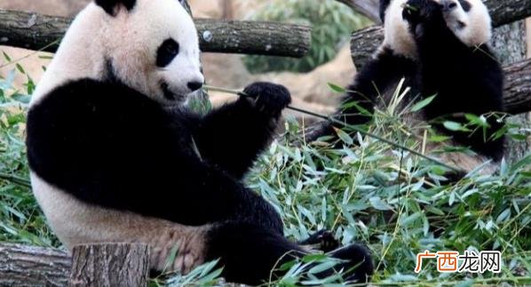 旅法中国大熊猫“欢欢”和“圆仔”的租期将延长 说明了什么问题？