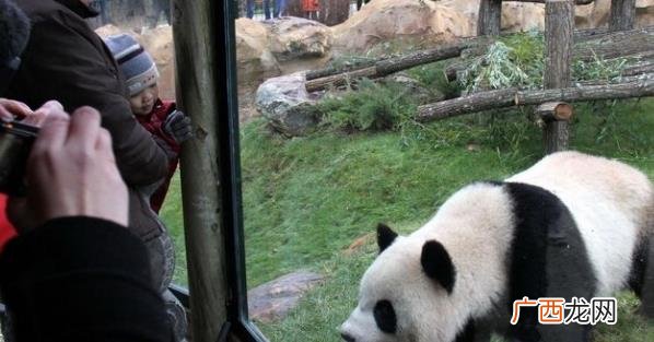 旅法中国大熊猫“欢欢”和“圆仔”的租期将延长 说明了什么问题？